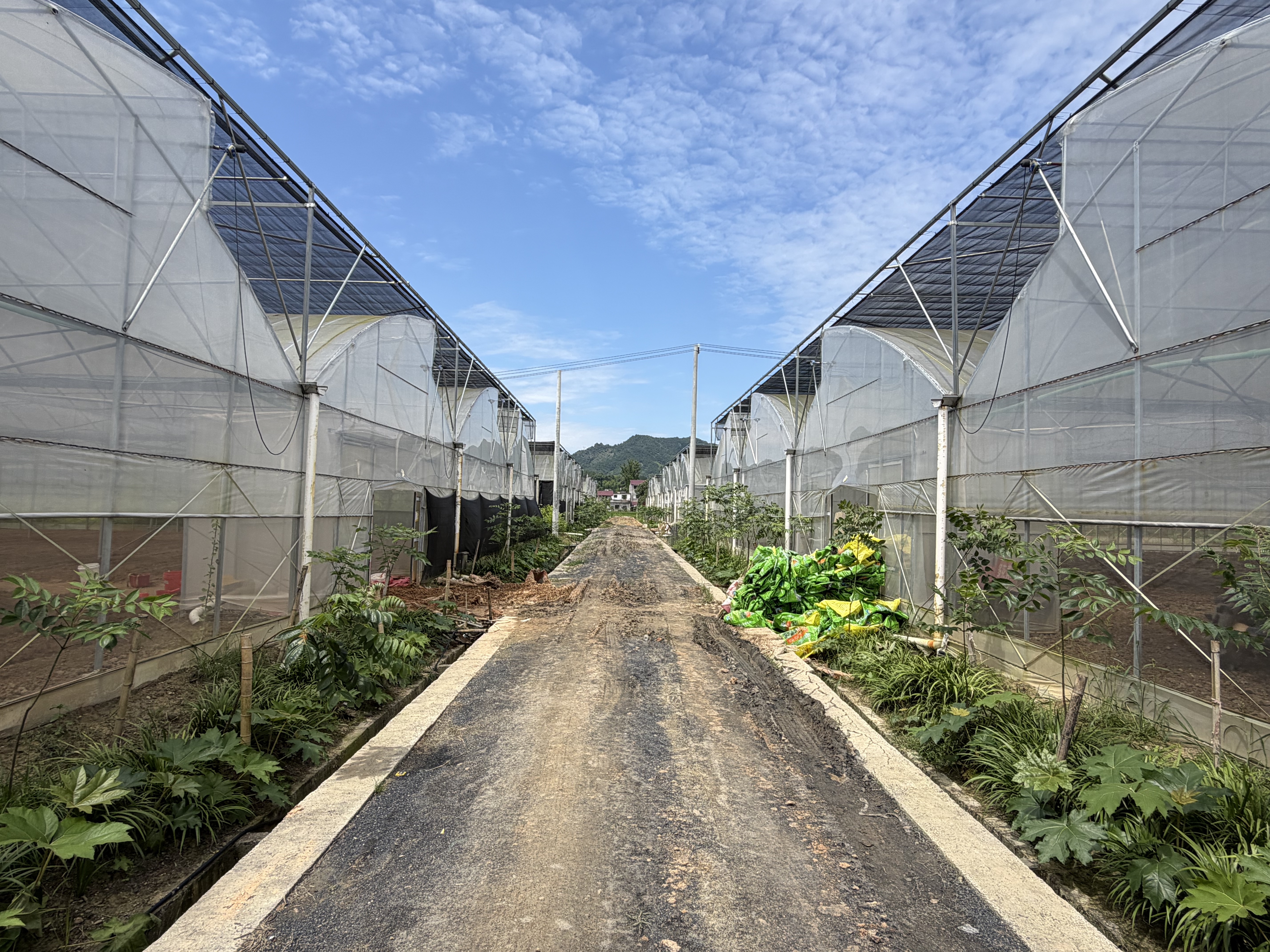 田小二标准化种植基地